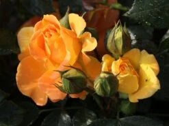 Beetrose 'Goldelse' ® -Edelrosen Geschaft beetrose goldelse m005668 w 6