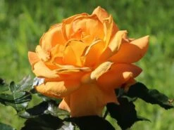 Beetrose 'Goldelse' ® -Edelrosen Geschaft beetrose goldelse m005668 w 8