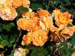 Beetrose 'Goldelse' ® -Edelrosen Geschaft beetrose goldelse m005668 w 9