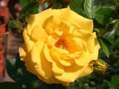 Beetrose 'Goldmarie ® 82'