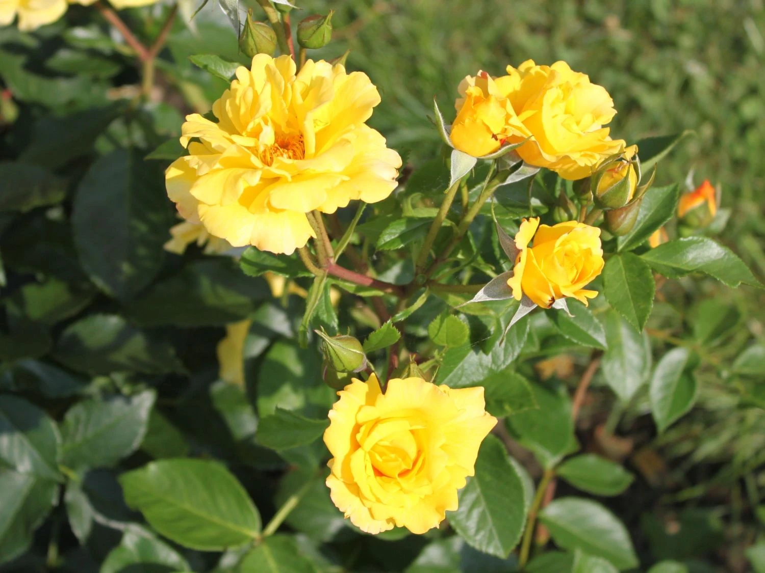 Beetrose 'Goldmarie ® 82' 3 Beetrose 'Goldmarie ® 82' – Bild 3