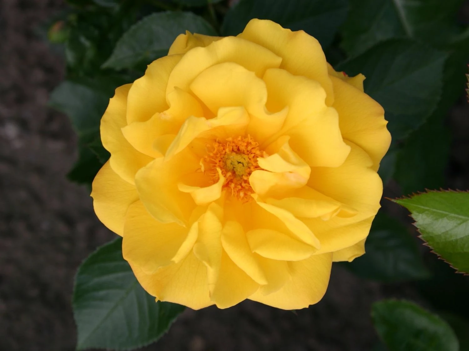 Beetrose 'Goldmarie ® 82' 4 Beetrose 'Goldmarie ® 82' – Bild 4