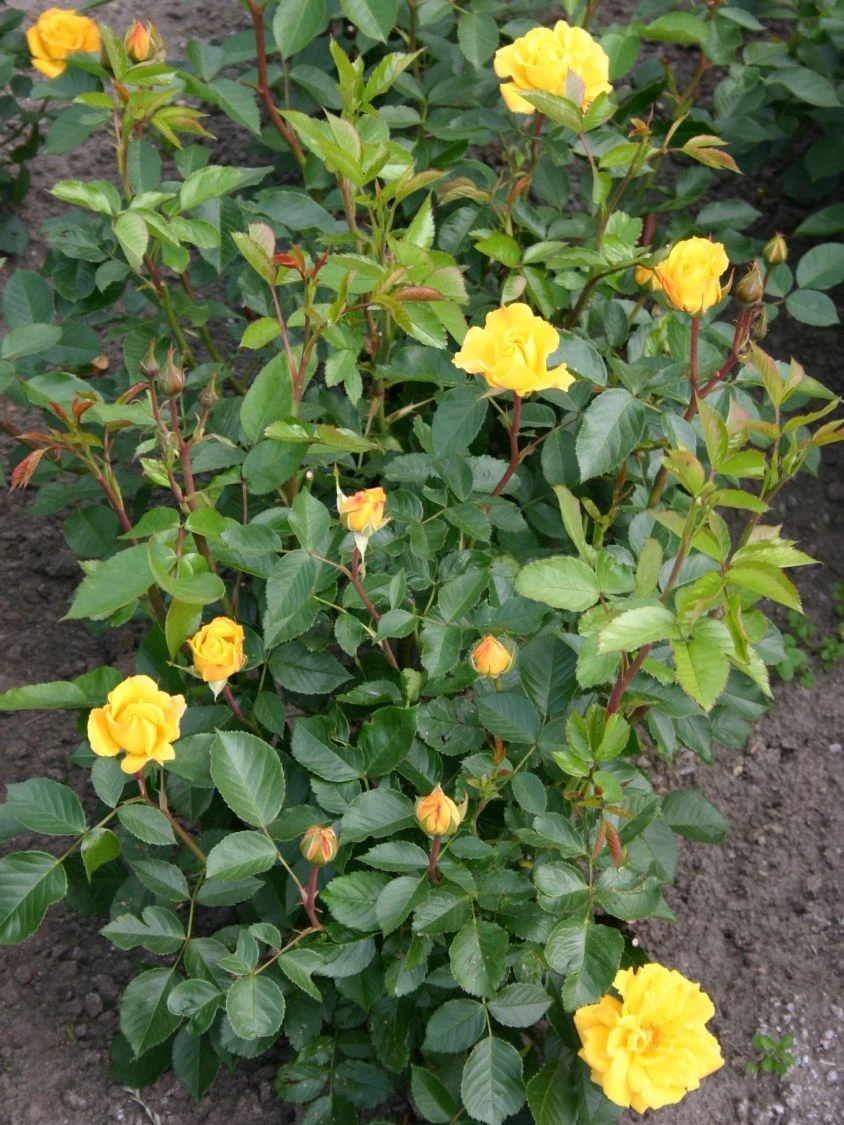 Beetrose 'Goldmarie ® 82' 2 Beetrose 'Goldmarie ® 82' – Bild 2