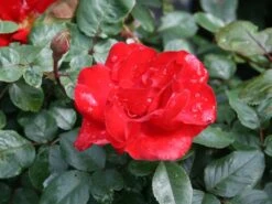 Beetrose 'Gruß An Bayern' ® 7 Beetrose 'Gruß An Bayern' ® -Edelrosen Geschaft beetrose gruss an bayern m005676 w 0