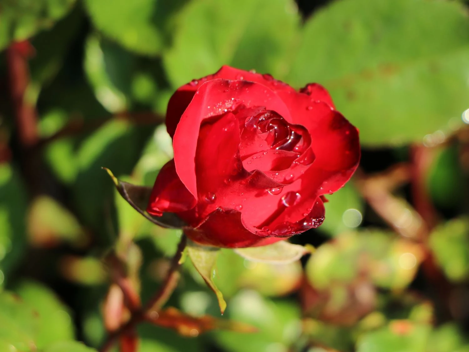 Beetrose 'Gruß An Bayern' ® 2 Beetrose 'Gruß An Bayern' ® – Bild 2