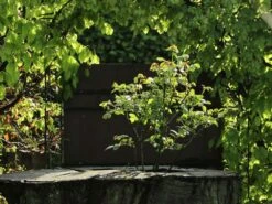 Beetrose 'Gruß An Bayern' ® 6 Beetrose 'Gruß An Bayern' ® -Edelrosen Geschaft beetrose gruss an bayern m005676 w 2