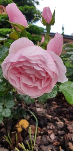 Beetrose 'Hans Gönewein Rose' 17 Beetrose 'Hans Gönewein Rose' -Edelrosen Geschaft beetrose hans goenewein rose m054431 401538 0