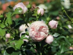 Beetrose 'Hans Gönewein Rose'