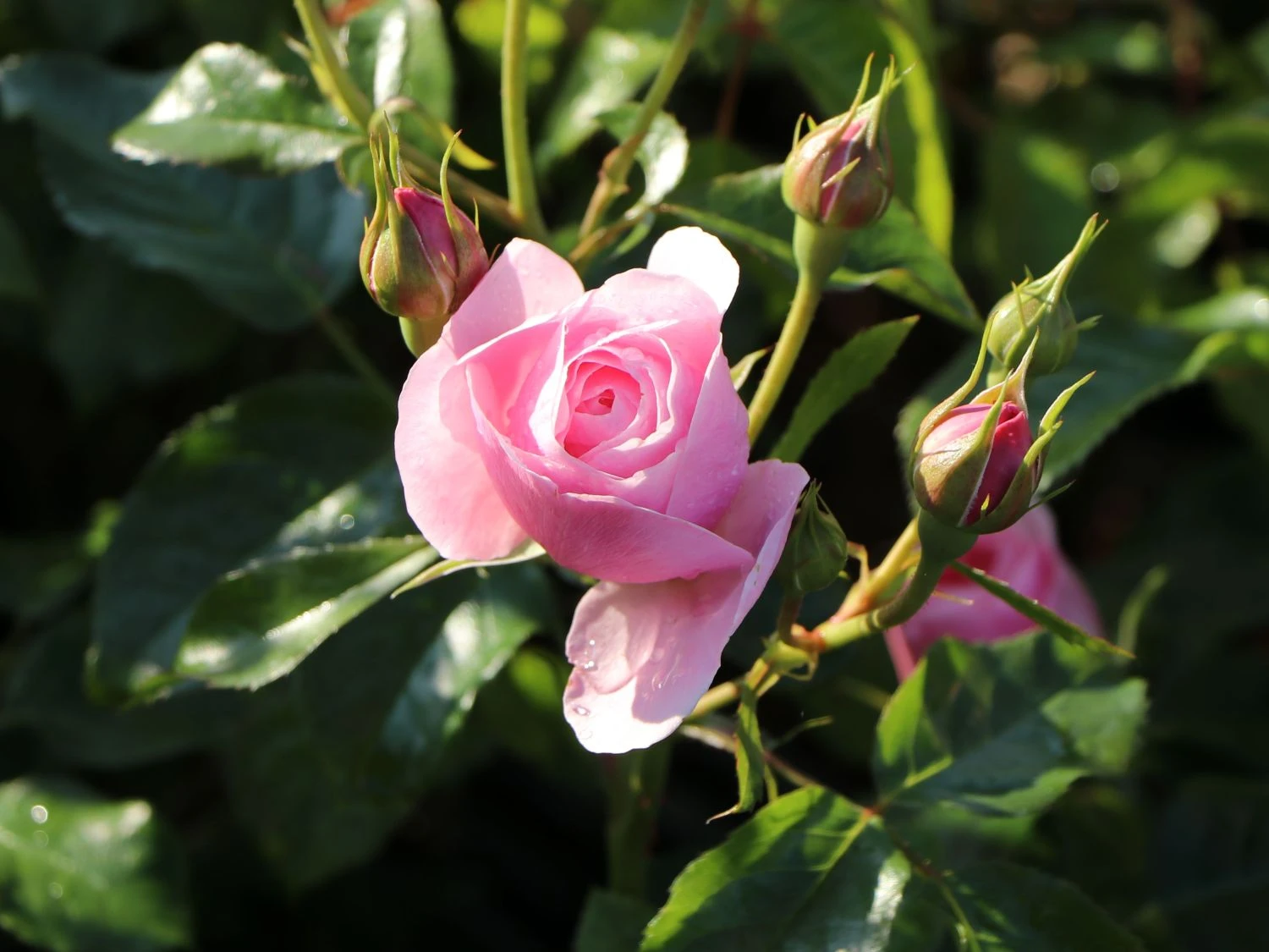 Beetrose 'Hans Gönewein Rose' 6 Beetrose 'Hans Gönewein Rose' – Bild 6