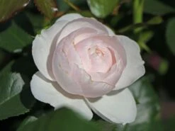 Beetrose 'Hans Gönewein Rose' 11 Beetrose 'Hans Gönewein Rose' -Edelrosen Geschaft beetrose hans goenewein rose m054431 w 1