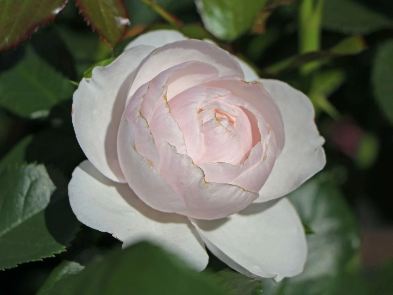 Beetrose 'Hans Gönewein Rose' 3 Beetrose 'Hans Gönewein Rose' – Bild 3