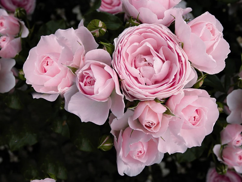 Beetrose 'Hans Gönewein Rose' 7 Beetrose 'Hans Gönewein Rose' – Bild 7