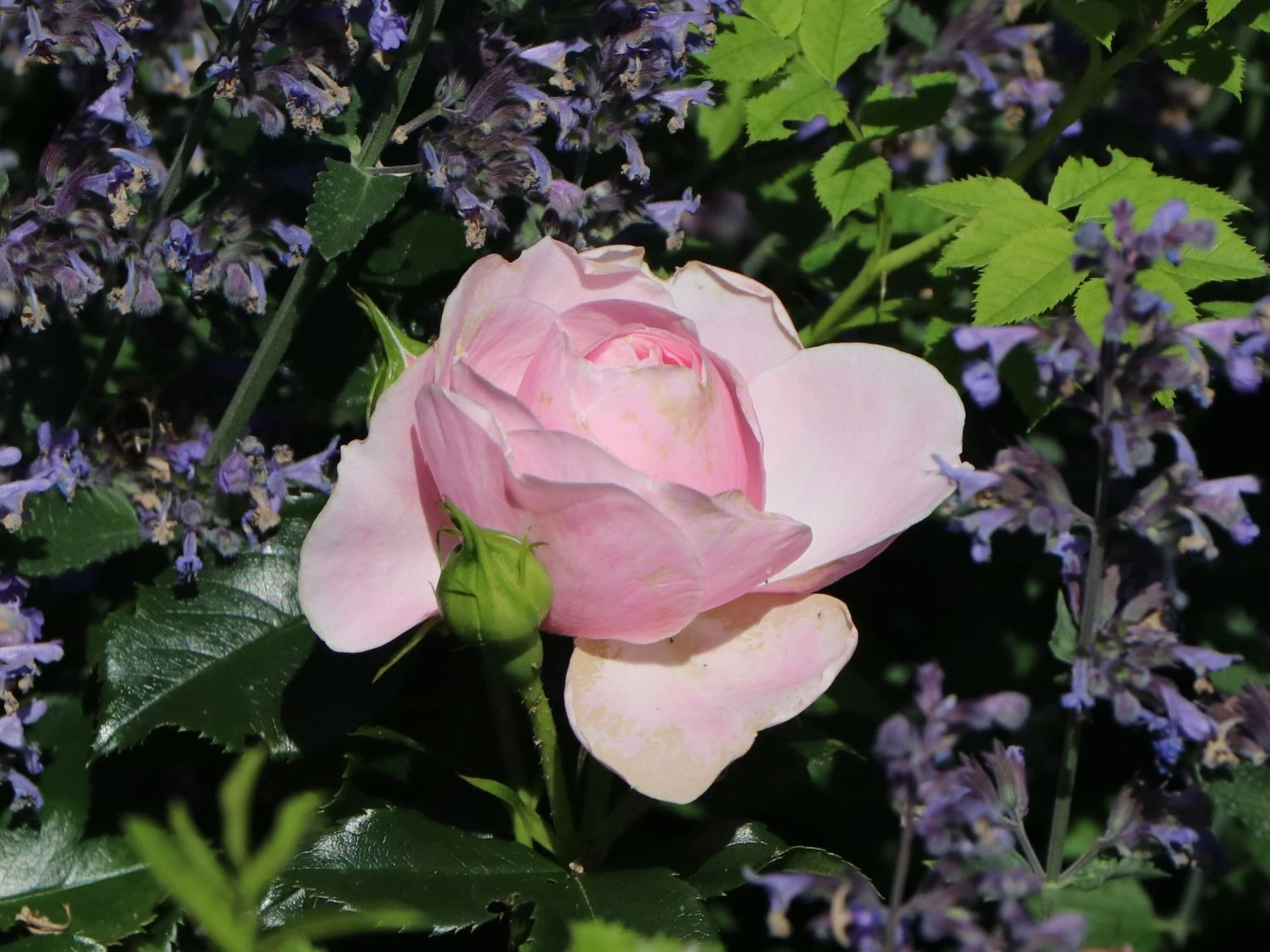 Beetrose 'Hans Gönewein Rose' 4 Beetrose 'Hans Gönewein Rose' – Bild 4