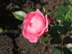 Beetrose 'Hans Gönewein Rose' 13 Beetrose 'Hans Gönewein Rose' -Edelrosen Geschaft beetrose hans goenewein rose m054431 w 4