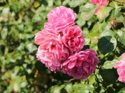 Beetrose 'Hans Gönewein Rose' 16 Beetrose 'Hans Gönewein Rose' -Edelrosen Geschaft beetrose hans goenewein rose m054431 w 6