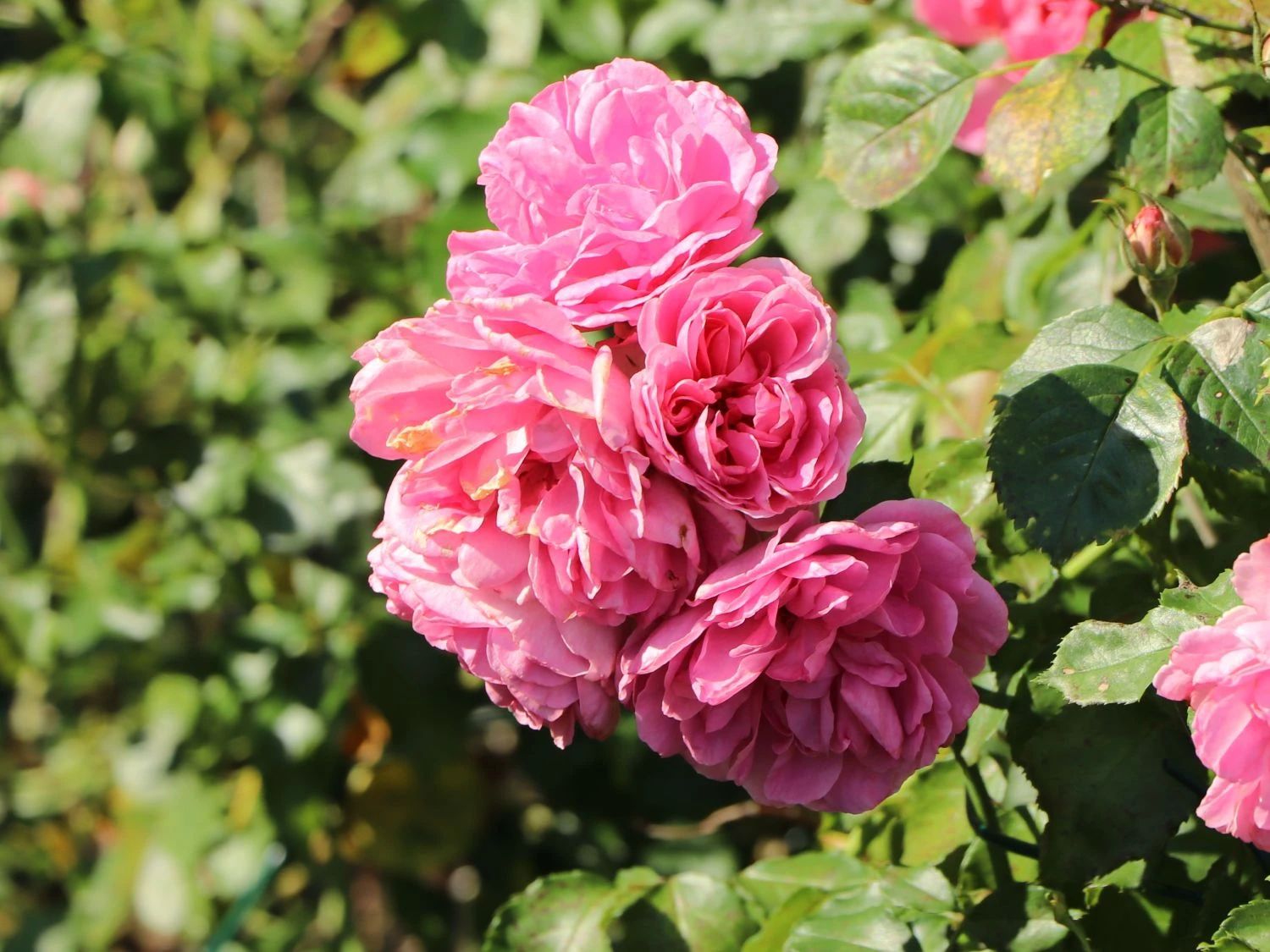 Beetrose 'Hans Gönewein Rose' 8 Beetrose 'Hans Gönewein Rose' – Bild 8