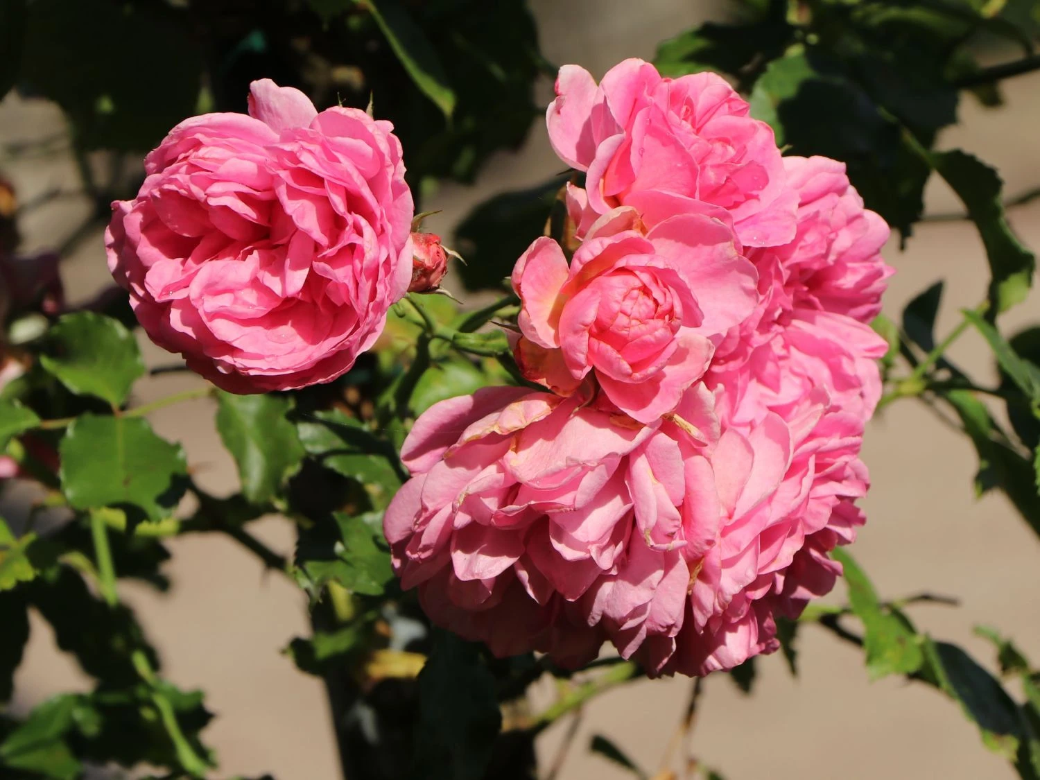 Beetrose 'Hans Gönewein Rose' 2 Beetrose 'Hans Gönewein Rose' – Bild 2