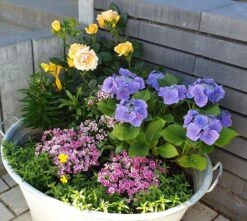 Beetrose 'Hansestadt Rostock' ® -Edelrosen Geschaft beetrose hansestadt rostock m056096 1016391 1