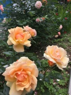 Beetrose 'Hansestadt Rostock' ® -Edelrosen Geschaft beetrose hansestadt rostock m056096 1338879 0