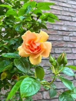 Beetrose 'Hansestadt Rostock' ® -Edelrosen Geschaft beetrose hansestadt rostock m056096 1565174 0