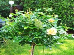 Beetrose 'Hansestadt Rostock' ® -Edelrosen Geschaft beetrose hansestadt rostock m056096 193676 0