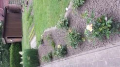 Beetrose 'Hansestadt Rostock' ® -Edelrosen Geschaft beetrose hansestadt rostock m056096 639521 0