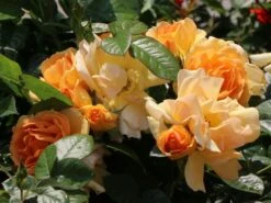 Ausgewählte Produkte 15 Beetrose 'Hansestadt Rostock' ®