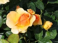 Beetrose 'Hansestadt Rostock' ® -Edelrosen Geschaft beetrose hansestadt rostock m056096 w 1