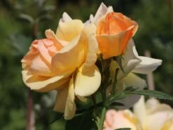 Beetrose 'Hansestadt Rostock' ® -Edelrosen Geschaft beetrose hansestadt rostock m056096 w 10