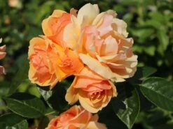 Beetrose 'Hansestadt Rostock' ® -Edelrosen Geschaft beetrose hansestadt rostock m056096 w 11