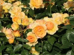 Beetrose 'Hansestadt Rostock' ® -Edelrosen Geschaft beetrose hansestadt rostock m056096 w 12