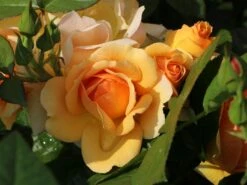 Beetrose 'Hansestadt Rostock' ® -Edelrosen Geschaft beetrose hansestadt rostock m056096 w 2