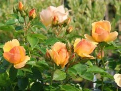 Beetrose 'Hansestadt Rostock' ® -Edelrosen Geschaft beetrose hansestadt rostock m056096 w 3