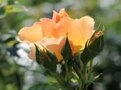 Beetrose 'Hansestadt Rostock' ® -Edelrosen Geschaft beetrose hansestadt rostock m056096 w 5