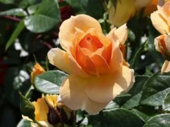 Beetrose 'Hansestadt Rostock' ® -Edelrosen Geschaft beetrose hansestadt rostock m056096 w 6