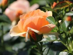 Beetrose 'Hansestadt Rostock' ® -Edelrosen Geschaft beetrose hansestadt rostock m056096 w 7