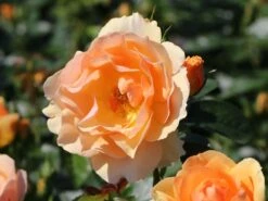 Ausgewählte Produkte -Edelrosen Geschaft beetrose hansestadt rostock m056096 w 8