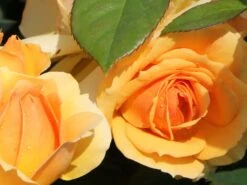 Beetrose 'Hansestadt Rostock' ® -Edelrosen Geschaft beetrose hansestadt rostock m056096 w 9