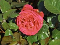 Beetrose 'Hard Rock'