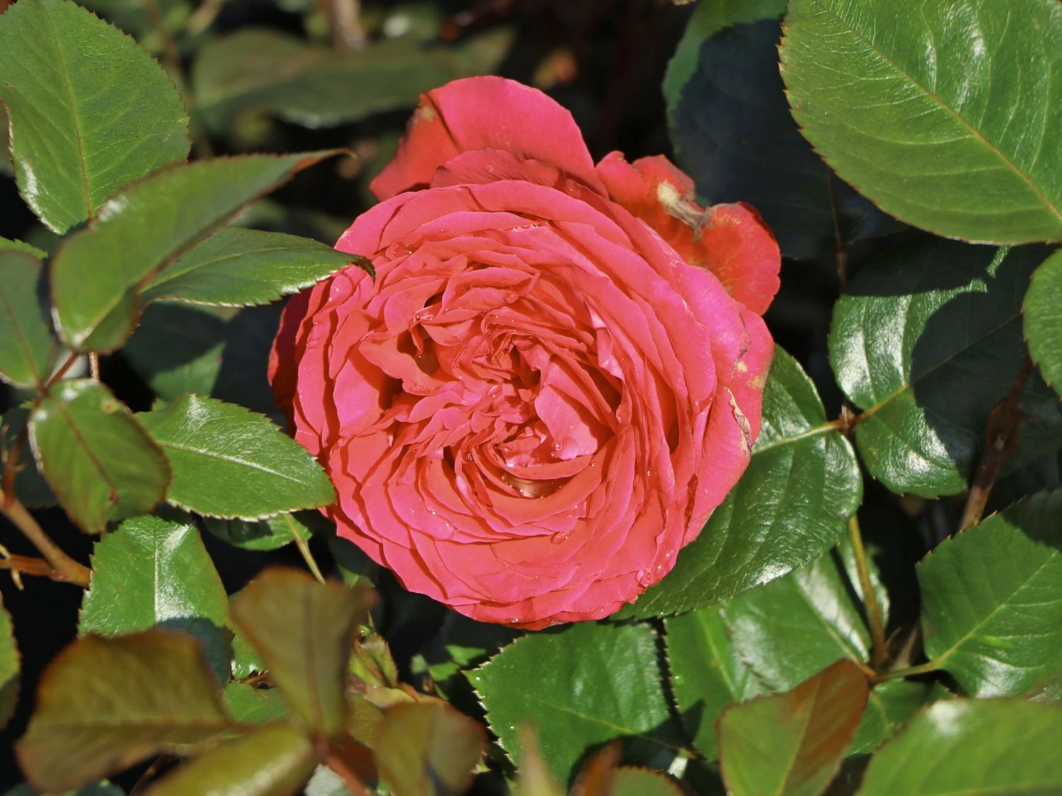 Beetrose 'Hard Rock' 1 Beetrose 'Hard Rock'