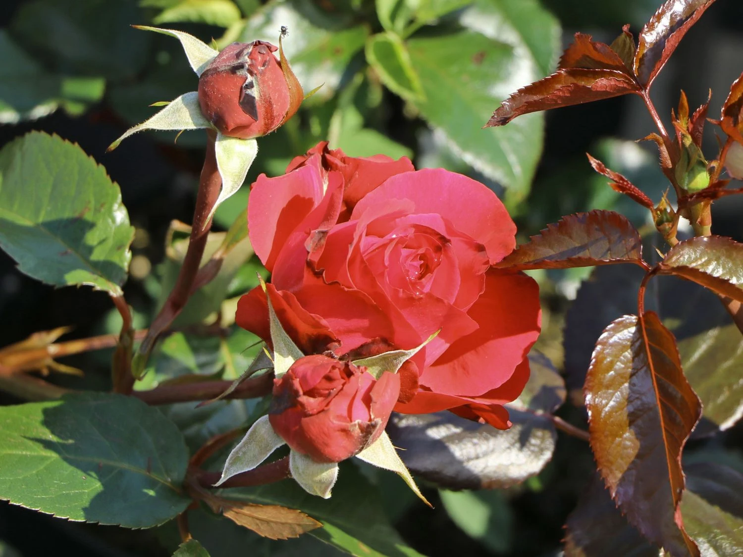 Beetrose 'Hard Rock' 2 Beetrose 'Hard Rock' – Bild 2