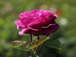 Beetrose 'Heidi Klum-Rose' ® -Edelrosen Geschaft beetrose heidi klum rose m003626 w 1