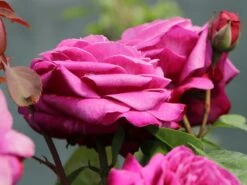 Beetrose 'Heidi Klum-Rose' ® -Edelrosen Geschaft beetrose heidi klum rose m003626 w 2