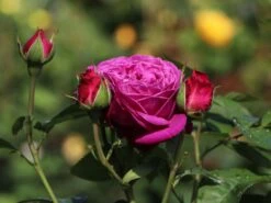 Beetrose 'Heidi Klum-Rose' ® -Edelrosen Geschaft beetrose heidi klum rose m003626 w 3