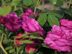 Beetrose 'Heidi Klum-Rose' ® -Edelrosen Geschaft beetrose heidi klum rose m003626 w 4