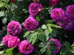 Beetrose 'Heidi Klum-Rose' ® -Edelrosen Geschaft beetrose heidi klum rose m003626 w 5