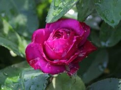 Beetrose 'Heidi Klum-Rose' ® -Edelrosen Geschaft beetrose heidi klum rose m003626 w 6