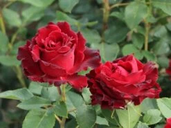 Beetrose 'Heinz Winkler'