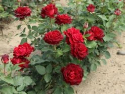 Beetrose 'Heinz Winkler' -Edelrosen Geschaft beetrose heinz winkler m122074 w 1