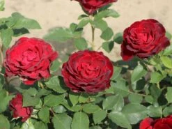 Beetrose 'Heinz Winkler' -Edelrosen Geschaft beetrose heinz winkler m122074 w 3